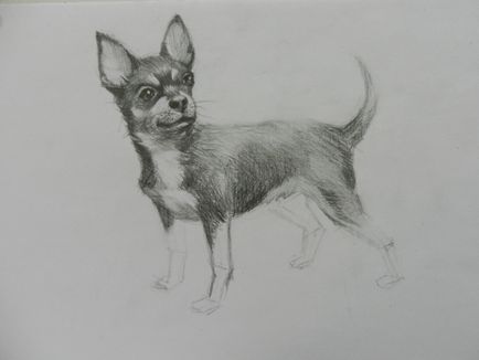 Cum de a desena un caine Chihuahua (creion artist Alex) Cum de a desena un caine Chihuahua