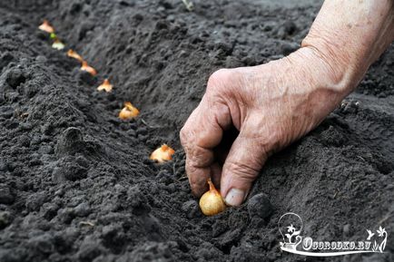 Cum de a planta ceapa ceapa - modalități de date de plantare, tehnologie