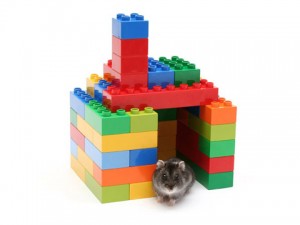 Cum sa faci o casa pentru un hamster cu propriile sale mâini
