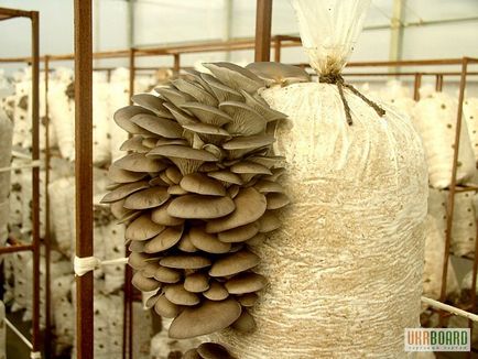 Cum de a face ca miceliul să crească ciuperci stridii