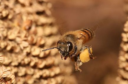 Cum de a colecta polen de albine