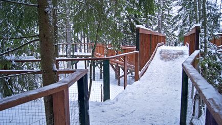 Cum de a deveni o veveriță timp de 20 de minute