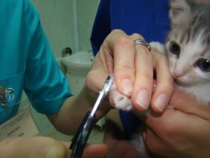 Cum se taie ghearele pisicii și care sunt dezavantajele acestei proceduri