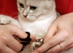 Cum se taie ghearele pisicii și care sunt dezavantajele acestei proceduri