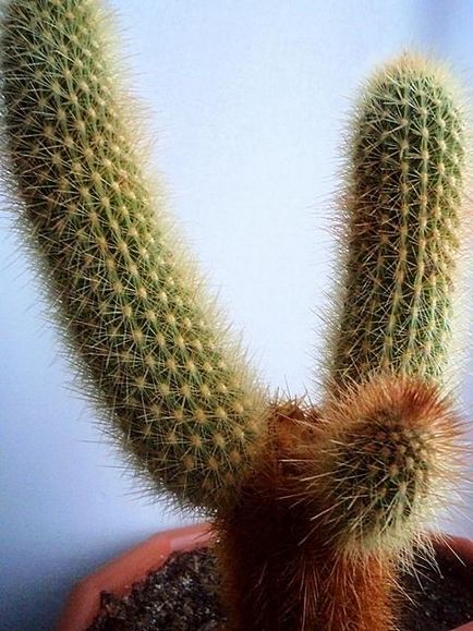 Cactusii - o experiență personală de creștere diferite specii de cactuși