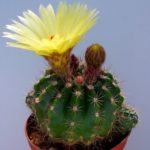 Cactus flori ca frecventa la domiciliu, îngrijire, udare, plantare si transplantare