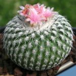 Cactus flori ca frecventa la domiciliu, îngrijire, udare, plantare si transplantare