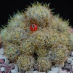 Cactus flori ca frecventa la domiciliu, îngrijire, udare, plantare si transplantare