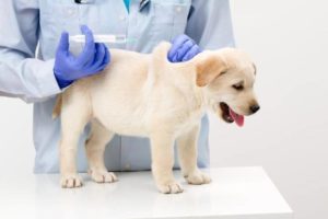 Cum să eutanasieze câinele acasă la moduri