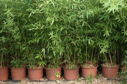 Cum să aibă grijă de bambus și să crească-l în zona de grădină