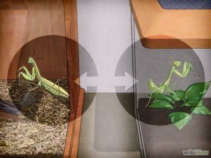 Cum să aibă grijă de Mantis