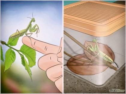 Cum să aibă grijă de Mantis