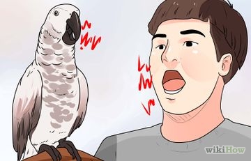 Cum să aibă grijă de păsările sălbatice