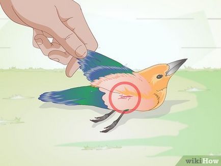 Cum să aibă grijă de păsările sălbatice