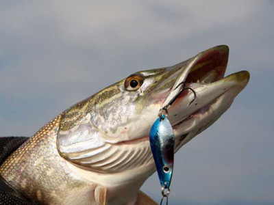Ce tactici de capturare alege, pentru pescuitul cu filare de pe mal în articolul nostru