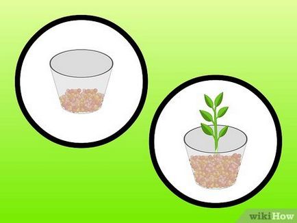 Cum de a cultiva plante de interior în apă (hidroponic)