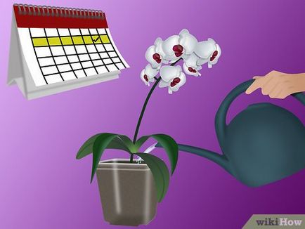 Cum să crească orhidee