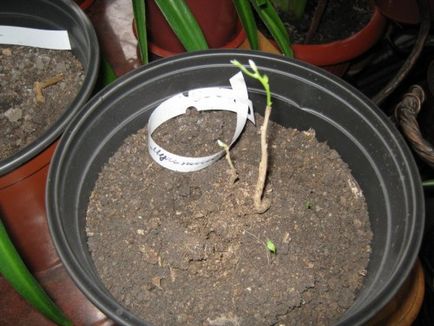 Cum să crească glicină (glicină) Cum să crească Wisteria