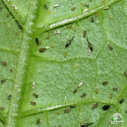 Cum să crească menta pe pervazul ferestrei - Walkthrough