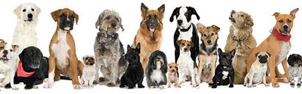 Cum aspectul afectează comportamentul câinilor ce câine uman