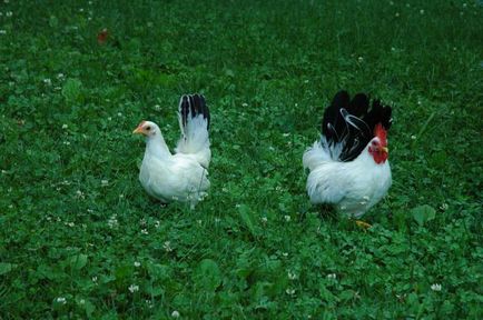 pui rasa pitică, descrierea și fotografia lor