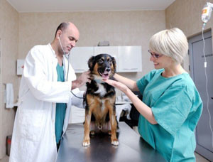 Castrarea și sterilizarea câinilor pro și contra