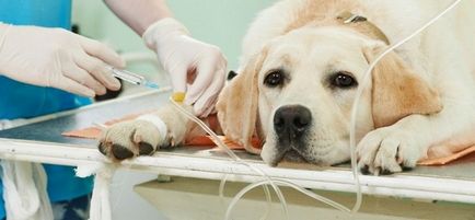Castrarea câinilor, argumentele pro și contra acestei proceduri