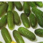 Catalogul de semințe de castravete (vezi toate clasele) magazin online pentru semințe - agrokontinent