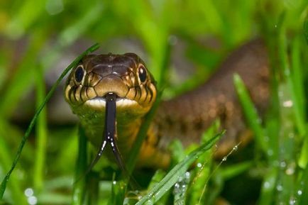 De ce vis de mușcături de șarpe ca 🔮🌙 connik - muscatura de sarpe