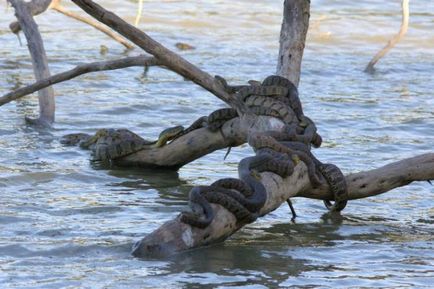 De ce vis de un șarpe în apă, ceea ce înseamnă că, în cazul în care mușcături de șarpe în apă în somn