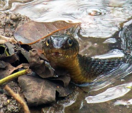 De ce vis de un șarpe în apă, ceea ce înseamnă că, în cazul în care mușcături de șarpe în apă în somn
