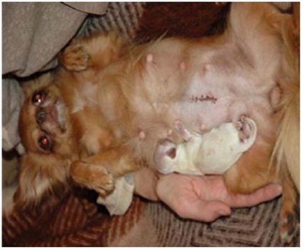 chirurgie cezariana la câini, consecințe, îngrijire, video