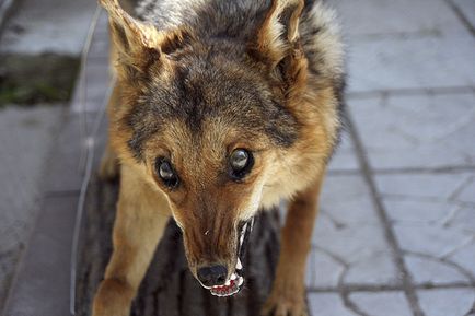Cynophobia - dacă este posibil să se depășească teama de câini
