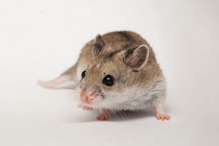 hamster chinezesc - fotografii, descriere și cât de multe vieți
