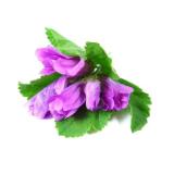 Clover - proprietăți, în creștere, recoltare, tratament; rețete cu el (rețete trifoi) Clover - proprietăți, în creștere, recoltare, tratament; rețete cu el