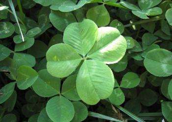Clover - proprietăți, în creștere, recoltare, tratament; rețete cu ei (farfuriile) Clover - proprietăți, în creștere, recoltare, tratament; rețete cu el