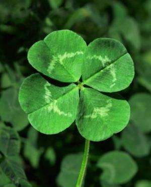 Clover - proprietăți, în creștere, recoltare, tratament; rețete cu ei (farfuriile) Clover - proprietăți, în creștere, recoltare, tratament; rețete cu el