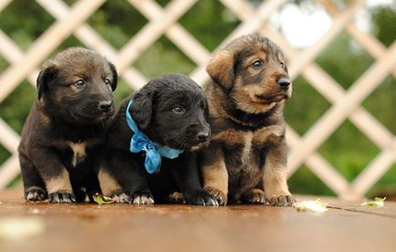 Poreclele pentru băieți și fete ciobanesc german, în special alegerea pentru numele lor câini
