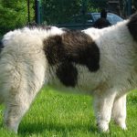 Poreclele de câini din rasele de talie mare (50 poze) pentru Shepherd Boy german, pentru a lupta cu un sentiment de copii