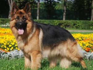 Poreclele de câini din rasele de talie mare (50 poze) pentru Shepherd Boy german, pentru a lupta cu un sentiment de copii