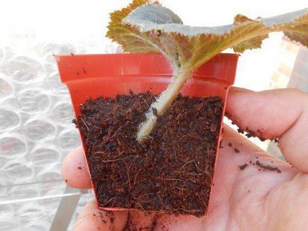 propagare begonia tuberoasă prin butași în apă