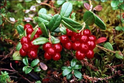 Cranberry - decât de ajutor în ceea ce cantități pot fi consumate