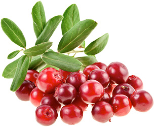 Cranberry - proprietăți utile și dăunătoare ale merișorul