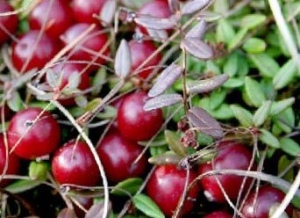 Cranberry - proprietăți utile și contraindicații