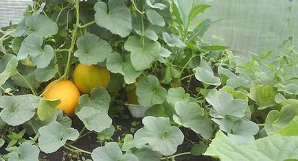 Când și cum să planteze răsaduri de pepene galben la domiciliu - revista pentru femei