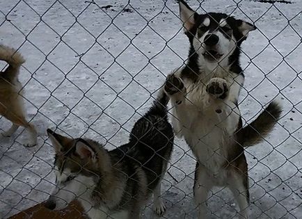 Când este mai bine să ia un catelus de autor veterinar al mamei, faunei copii