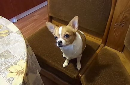 Când urechile Chihuahua se ridice în picioare și cum să pună fotografiile și videoclipurile