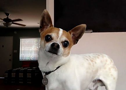Când urechile Chihuahua se ridice în picioare și cum să pună fotografiile și videoclipurile