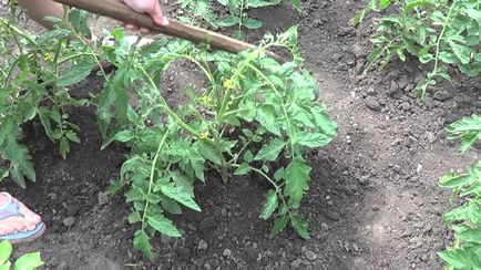 Când a planta tomate în seră ca o pauza de pe răsaduri, în timp ce roșii fruiting, cum să planteze și