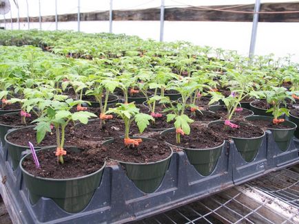 Când a planta tomate în seră ca o pauza de pe răsaduri, în timp ce roșii fruiting, cum să planteze și